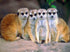 Meerkats in Group Diamond Painting